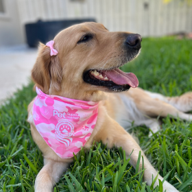A small dog with a pink bow in its hair, wearing a pink Pet Supermarket Lend A Paw bandana, lying on grass.